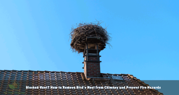 a bird nest on chimney Sweep